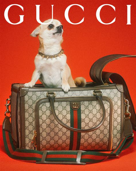 gucci pet zwart|gucci dog coats.